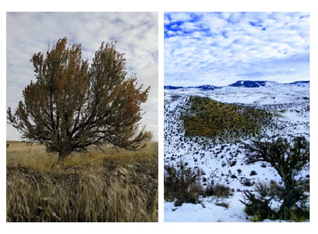 sagebrush landscapes