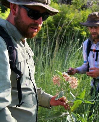 Vance McFarland (student researcher) and Dusty Perkins (Assistant Professor, College of Western Idaho) searching for monarch eggs and larvae at Deer Flat National Wildlife Refuge near Nampa, ID. Photo: Department of Life Sciences, College of Western Idaho