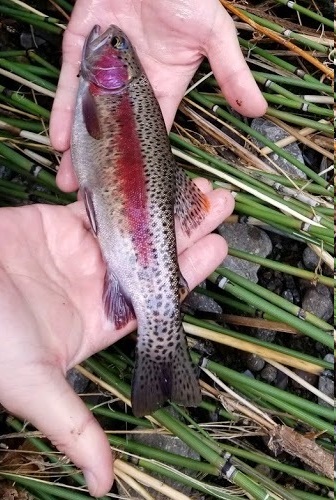 hand held redband trout