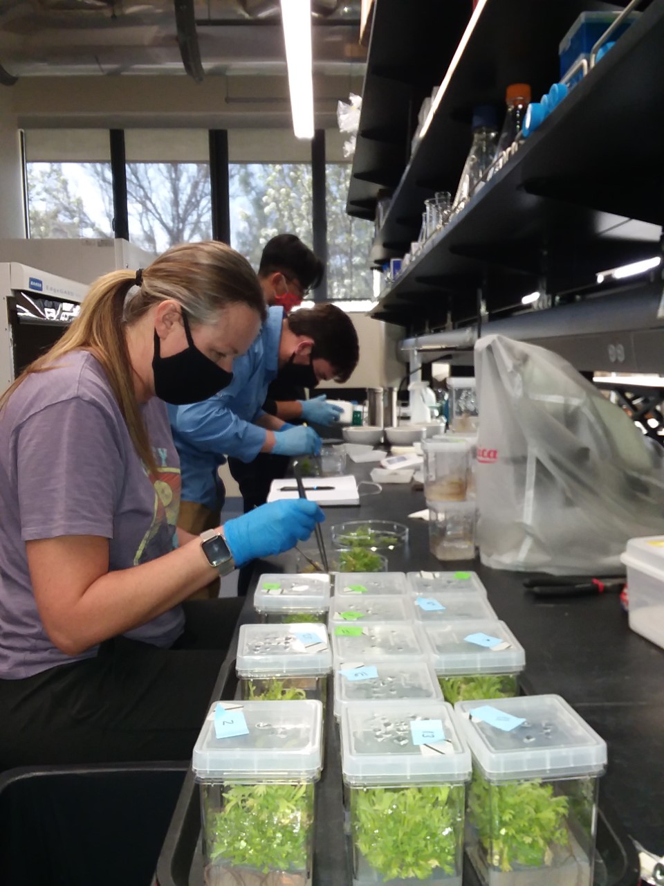 Researchers in lab assembling sagebrush genome.