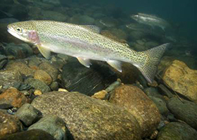 Current Idaho EPSCoR Research