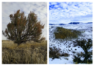 sagebrush landscapes