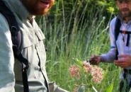 Vance McFarland (student researcher) and Dusty Perkins (Assistant Professor, College of Western Idaho) searching for monarch eggs and larvae at Deer Flat National Wildlife Refuge near Nampa, ID. Photo: Department of Life Sciences, College of Western Idaho