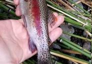 hand held redband trout
