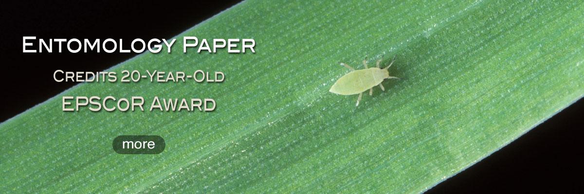 aphid on wheat