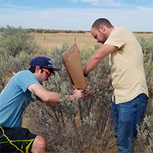 two men collecting sagebrush samples in a paper bag